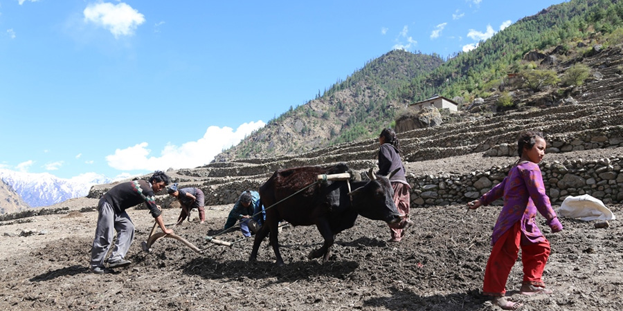 माघ लाग्दा पनि हिँउ नपरेपछि चिन्तामा कर्णालीका किसान