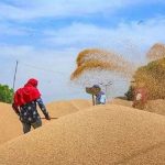 मधेस प्रदेशमा गहुँ उत्पादनमा कमी