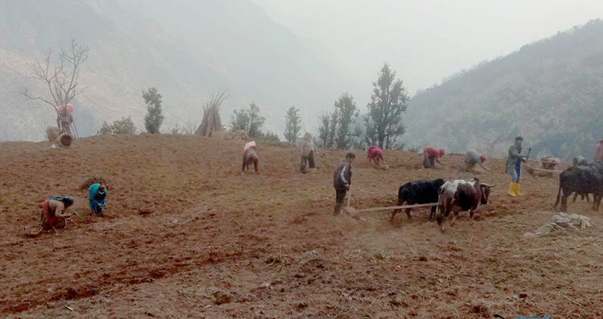 २० वर्षदेखि बाँझो रहेको जग्गामा स्थानीयवासीद्धारा व्यावसायिक  खेती