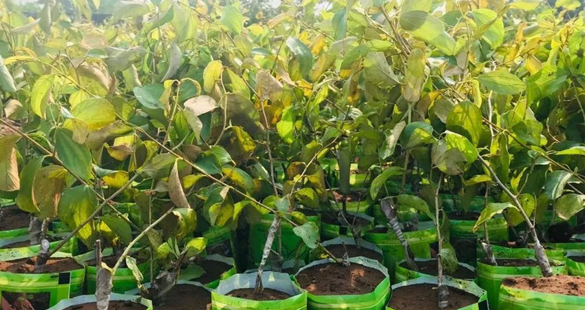बनमाराले ढाकिएको बाँझो जमिनमा सुरु भयो फलफूल खेती