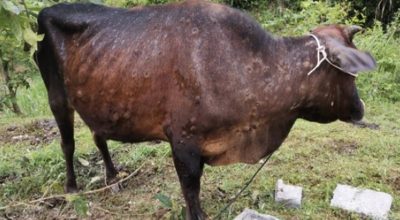 ‘लम्पी स्कीन’ रोगका कारण धमाधम पशु मर्न थालेपछि समस्यामा किसान