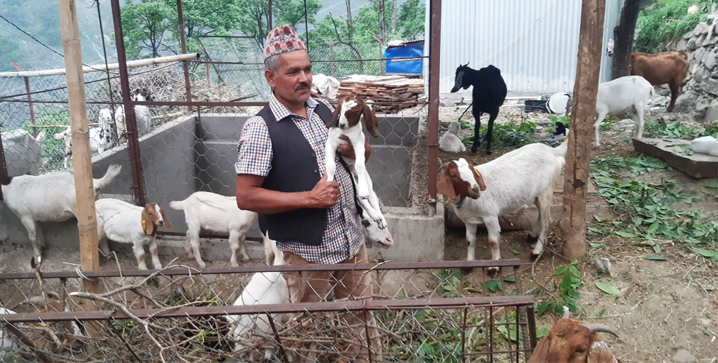 कतार एयरपोर्टको आकर्षक जागिर छोडेर बाख्रा पालनमा रमाउँदै बरुवाल