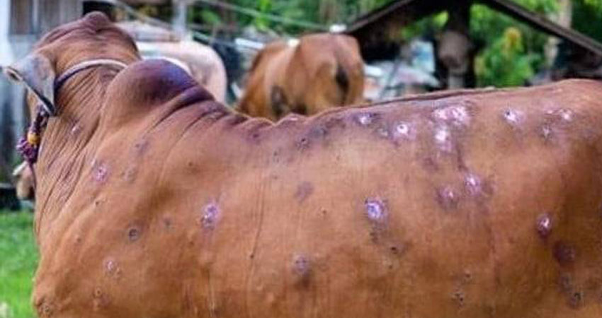 वडा वडामा लम्पी स्किनको औषधि र खोप