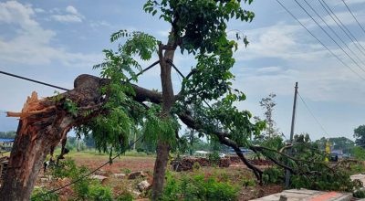 बाजुरामा रुखबाट खसेर महिलाको मृत्यु