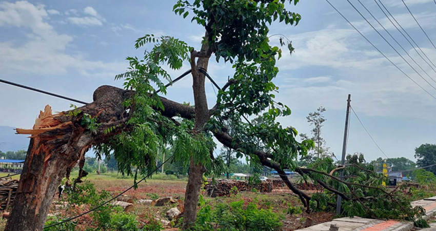 बाजुरामा रुखबाट खसेर महिलाको मृत्यु
