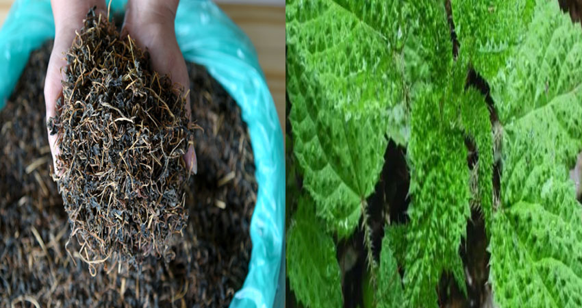 सिस्नो र गुन्द्रुकबाट मनाग्या आम्दानी, यस्तो छ प्रतिकेजी मूल्य