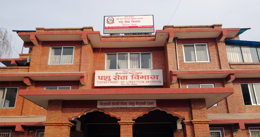 लम्पी स्किन नियन्त्रणउन्मुख, तीन लाख बढी पशुचौपाया निको