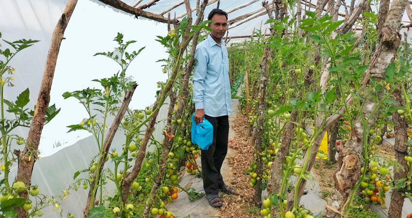 शिक्षण पेशासँगै तरकारी खेतीबाट मनग्य आम्दानी गर्दै सिंह