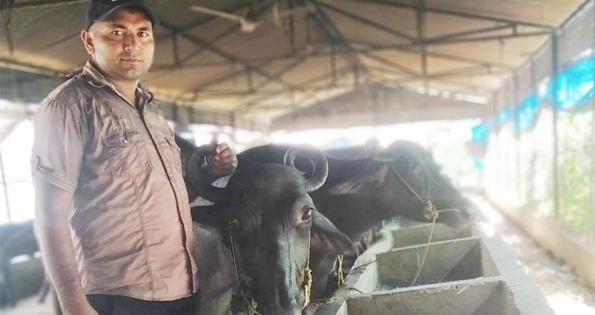 मलेशिया र कतार बसेर फर्केका राजकुमार पशुपालनबाट मनग्य आम्दानी गर्दै