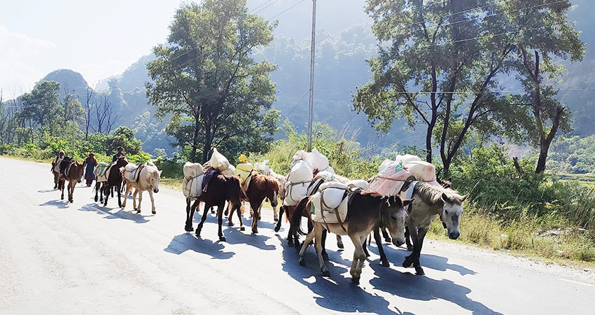 बर्खामा ढुवानी गर्न घोडा खच्चडकै भर