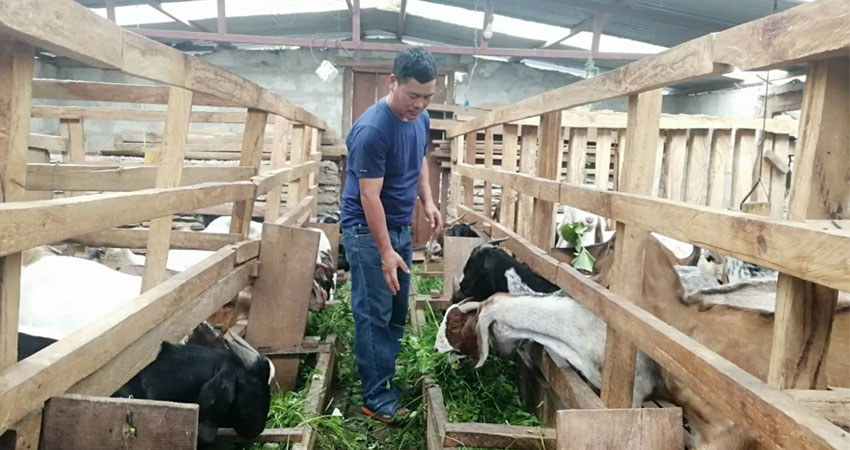 दुई दशक खाडीमा विताएका बुढाथोकी स्वदेश फर्केर बाख्रा पालनमा रमाउँदै