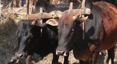 महानगरद्वारा हलगोरु पाल्ने किसानलाई अनुदान