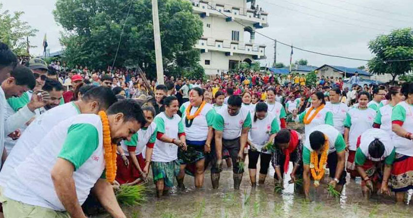 विविध कार्यक्रम गरी मनायो कामना सेवा विकास बैंकले धान दिवस