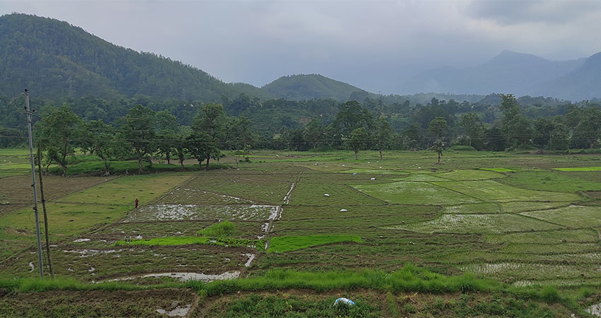 मुलुकभर ९४ प्रतिशत धान रोपाइँ, उत्पादन घट्न सक्ने अनुमान