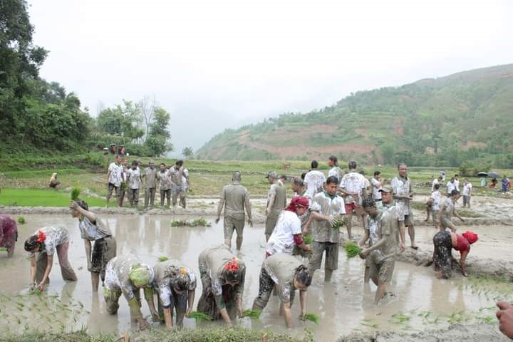 पानी परेपछि मधेसमा धमाधम धान रोपाइँ