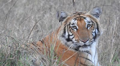 बाघको आक्रमणबाट एकजना घाइते