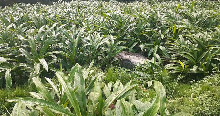 उत्पादन बढेपछि आठ स्थानीय तहलाई समेटेर ‘अलैँची जोन’  बनाउन सुरु