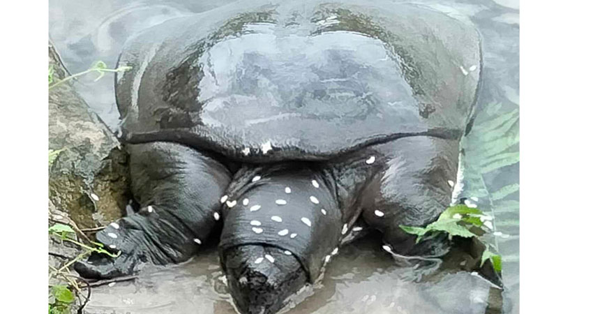 बेतना सिमसारमा सङ्कटापन्न ‘ब्लाक सफ्टसेल’ कछुवा, दुई दर्जनभन्दा बढी