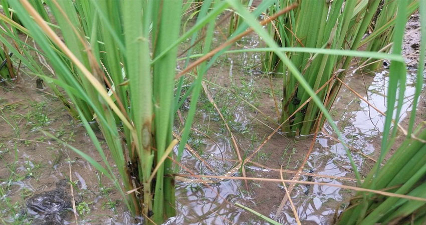 फड्के किराको प्रकोप : धानबालीमा व्यापक नोक्सानी