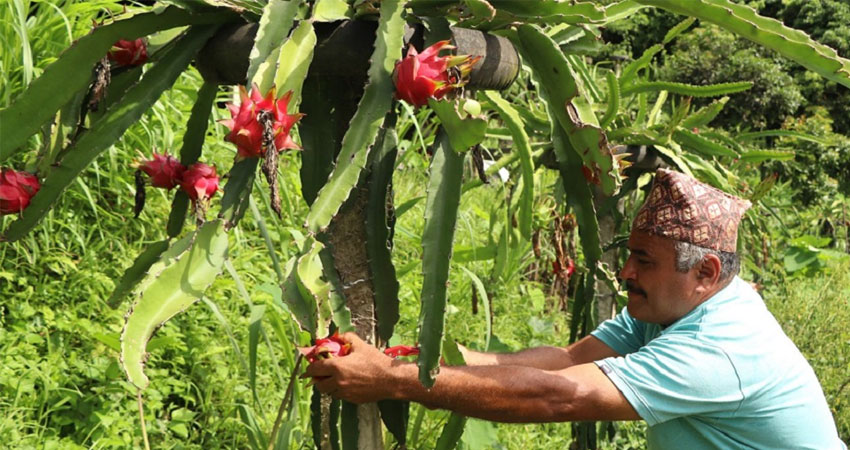 ‘ड्रागन फुड’बाट मनग्य आम्दानी गर्दै धादिङका किसान