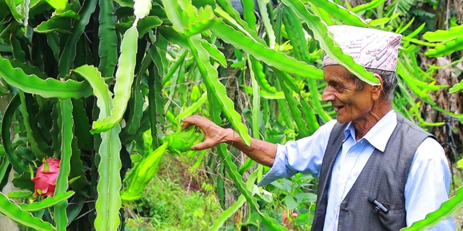 २८ वर्ष शिक्षक पेशामा रमाएका अर्यालको दैनिकी बन्यो ड्रागन खेती