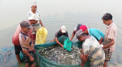 नेपाली माछाले बजार नपाउँदा किसान चिन्तित