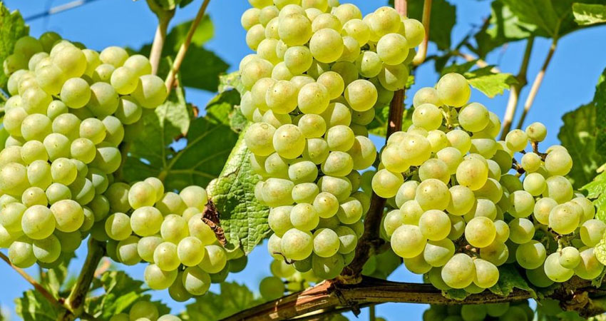 तनहुँमा अङ्गुरखेती : पहिलो वर्ष रु १८ लाखको उत्पादन