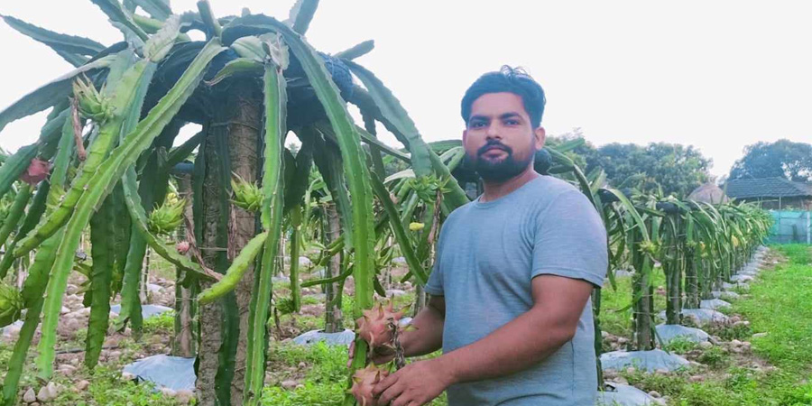 काठमाडौं छोडेर गाउँ फर्किएका काफ्ले ड्रागन खेतीबाट मनग्ये आम्दानी गर्दै