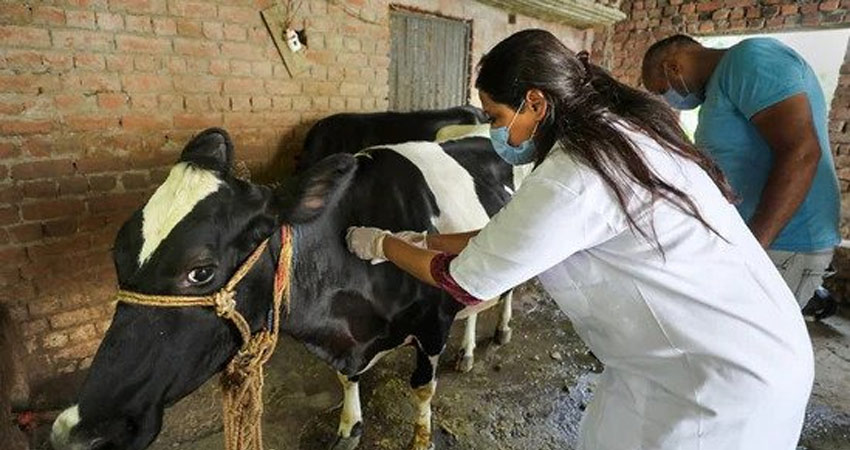 लम्पी स्किनविरुद्धको खोप सस्तो मूल्यमा उपलब्ध गराउन बायोटेक तयार