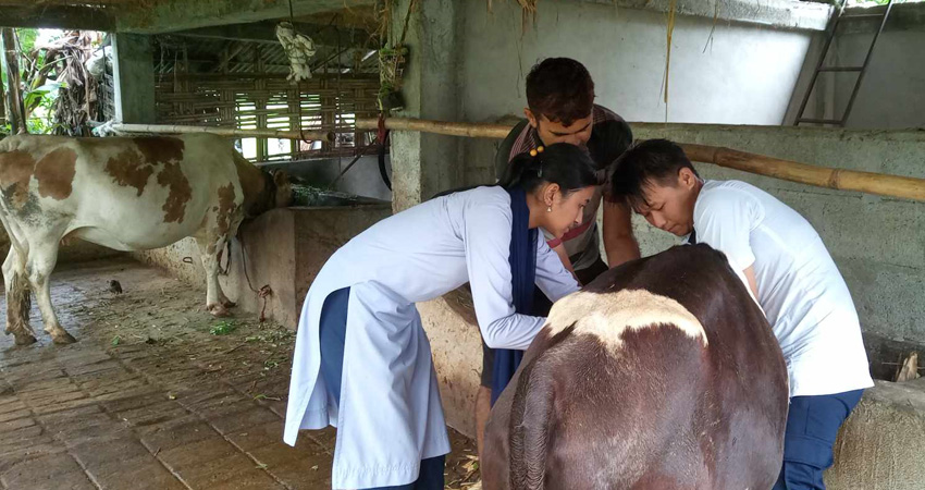 बुद्धशान्ति गाउँपालिकाका पशुलाई दिइयो लम्पी स्किनविरु खोप
