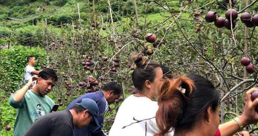 हिमाली जिल्लाका किसानहरु स्याउ टिप्नमा व्यस्त