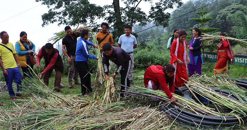 आफ्नो तलब खर्चेर किसानलाई निःशुल्क घाँसको बिरुवा बाँड्दै नगर उपप्रमुख राई