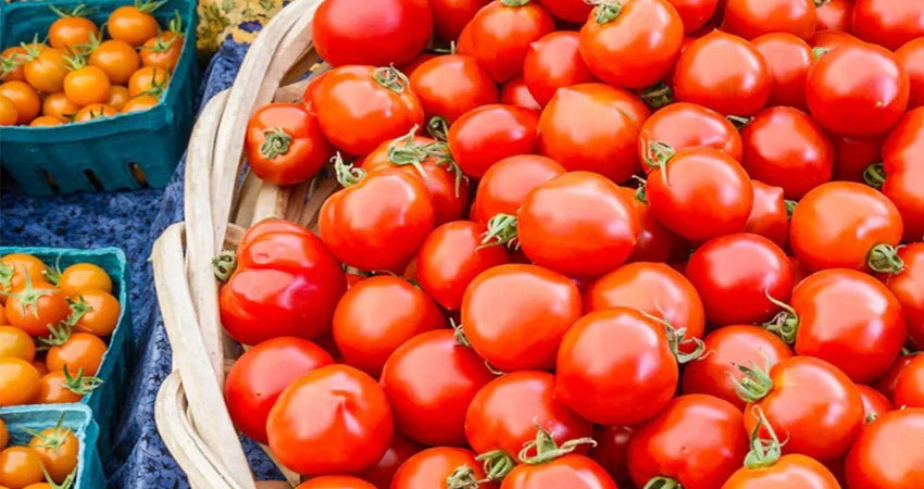 दैनिक १५ देखि २० मैट्रिकटन गोलभेँडा निर्यात, नेपाली बजारमा आकासियो मूल्य