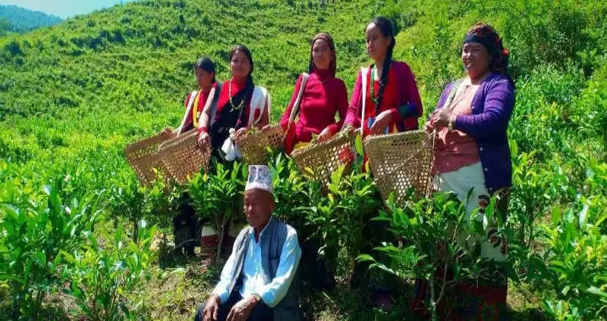 वनमारा झारले ढाकिएको पाखो अहिले चिया बगान, अब चिया बगान हेर्न इलाम पुग्नुपर्दैन !