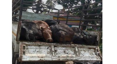 अज्ञात रोग फैलिँदा चङ्खेलीमा ३० भन्दा बढी पशुवस्तु मरे