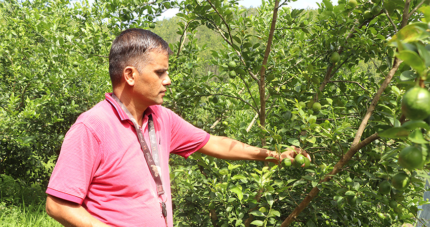 खाली जग्गाको सदुपयोग गरी कागती खेतीबाट मनग्य आम्दानी, दैनिक ४० किलो बिक्री