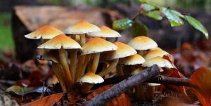 च्याउ खाँदा बिरामी भएका १० जनामध्ये एकको मृत्यु