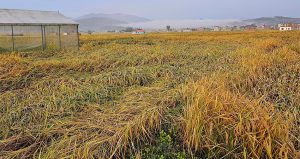 पाकेको धान वर्षा र हुरीले क्षति गरेपछि चिन्तामा किसान