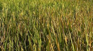 खडेरी सुरु भएपछि धान उत्पादक किसान चिन्तित