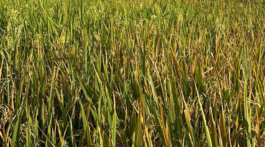 खडेरी सुरु भएपछि धान उत्पादक किसान चिन्तित