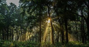 वन पैदावारबाट एक अर्बबढी राजस्व सङ्कलन