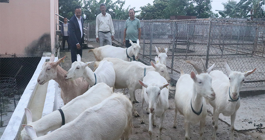 बाख्राको दूधबाट बनेको चिजको माग उच्च