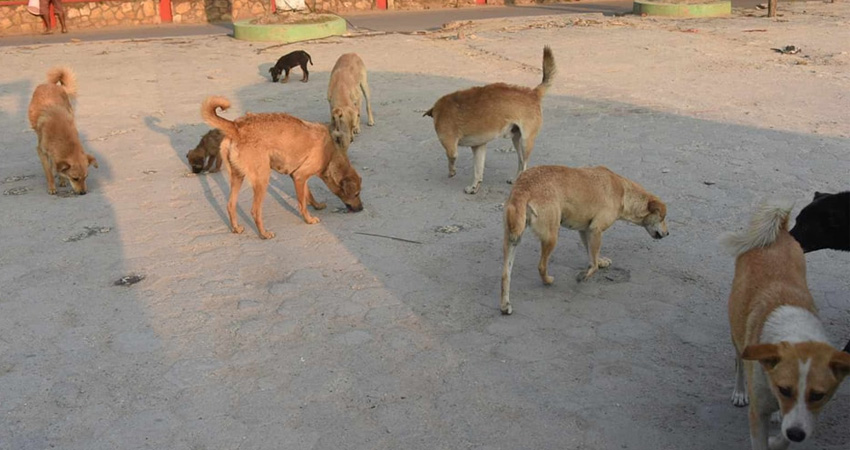 कुकुरको बन्ध्याकरण गर्दै कामनपा