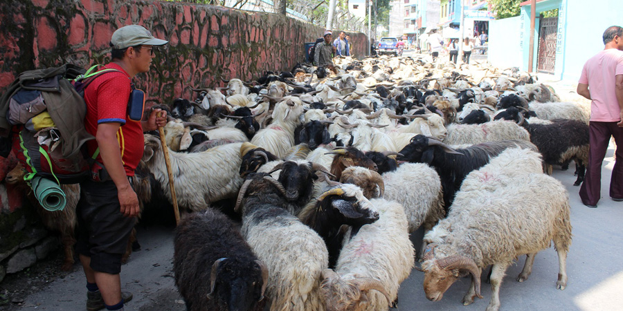 गत वर्ष भन्दा १० हजारले महँगीयो च्याङ्ग्रा