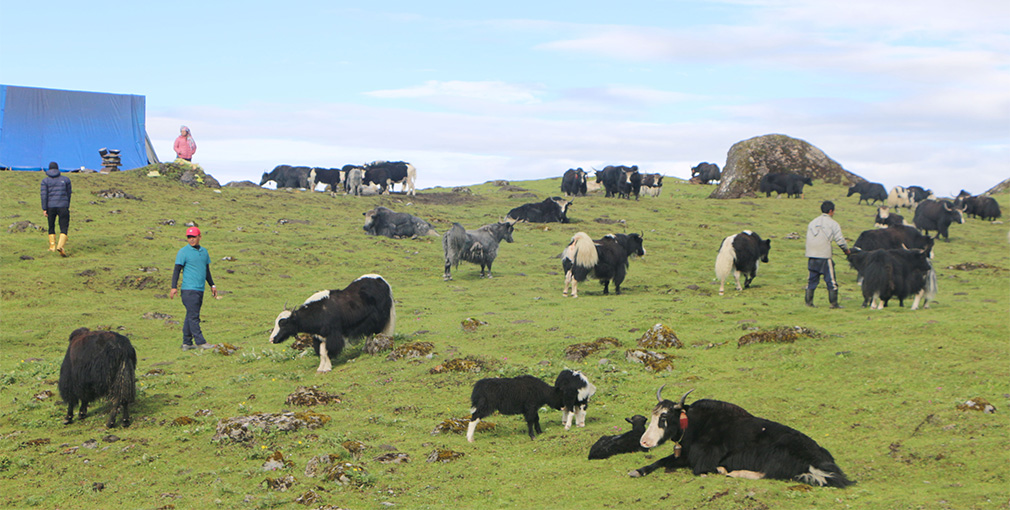 चौँरीपालनमा किसानको आकर्षण घट्दो