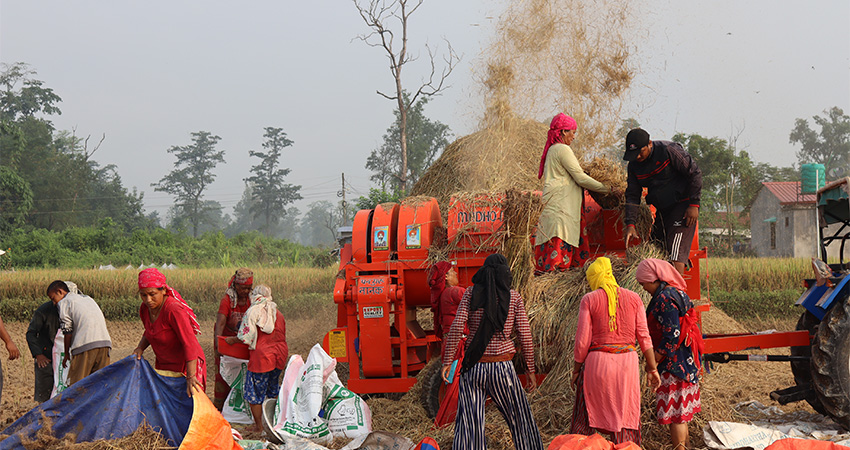 किसानलाई धान काट्न भ्याइनभ्याइ