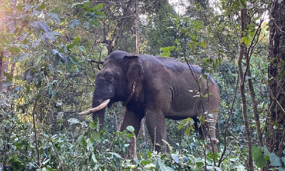 Tusker kills an old individual