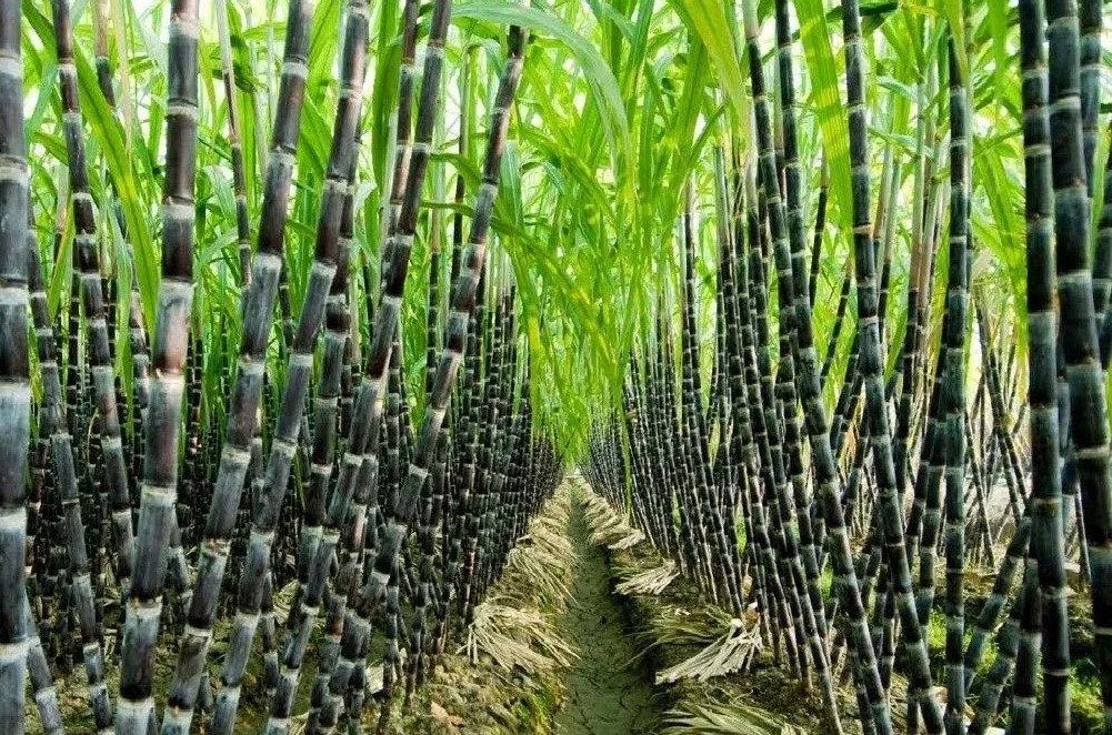 Sugarcane ranchers in Kanchanpur denied of Rs 320 million sponsorships