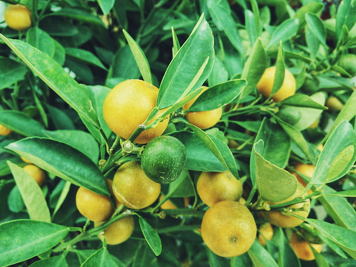 Lemon makers in Syangja on pause for suitable market
