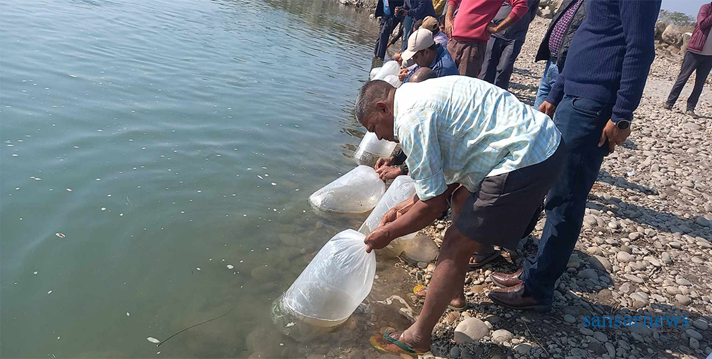 नारायणी नदीमा २ हजार माछाका भुरा छाडियो